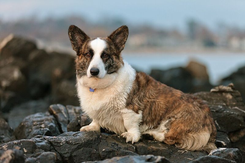 These 10 brindle dogs combine striking looks with unforgettable personalities 9 Cardigan Welsh Corgi