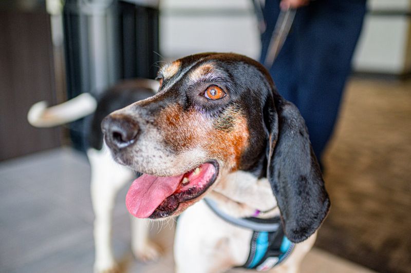 19 Dog Behaviors That Show How Well They Understand Human Emotions 9 Reacting with excitement when they hear their owner’s car or footsteps