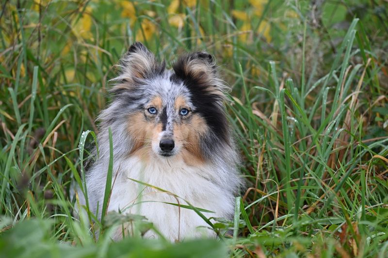 Shetland Sheepdog