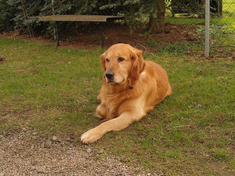 11 muscular dog breeds that look like athletes - and 3 that hide their strength better 15 Golden Retriever