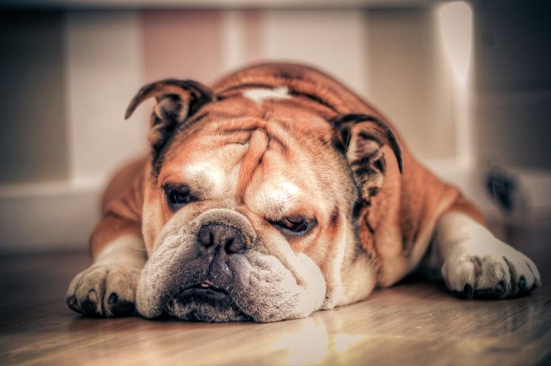17 Chill Dog Breeds Perfect for Quiet, Relaxed Homes 7 Bulldog (English)