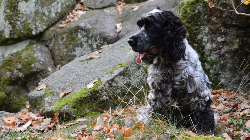 English Cocker Spaniel