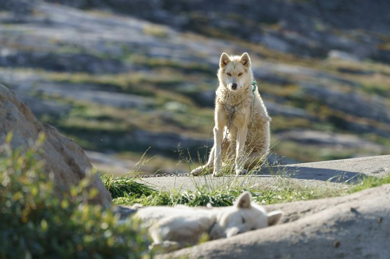 Greenland Dog