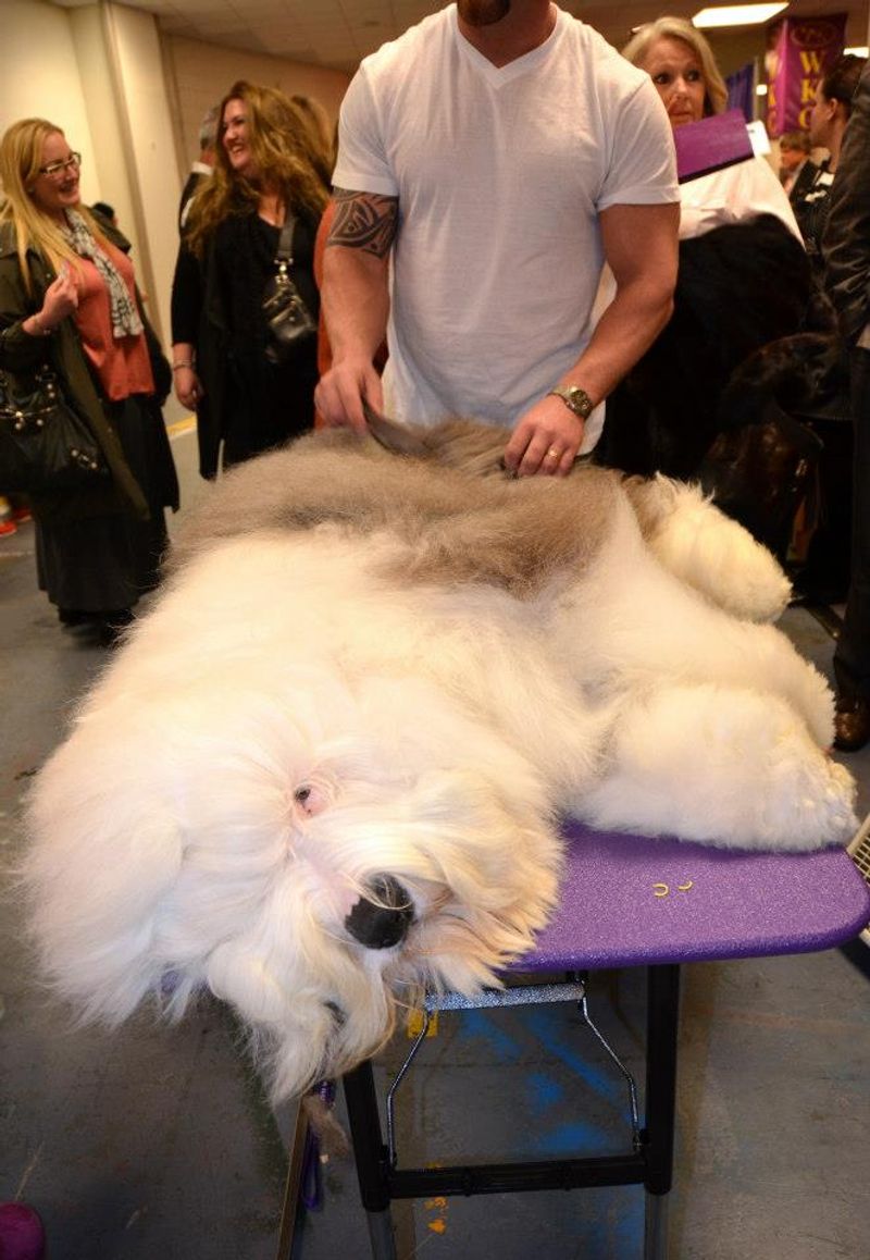 Old English Sheepdog