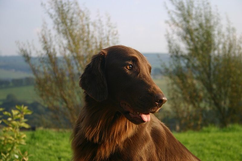 The best part about these dog breeds isn't how they play - it's how well they unwind afterward 12 Flat-Coated Retriever