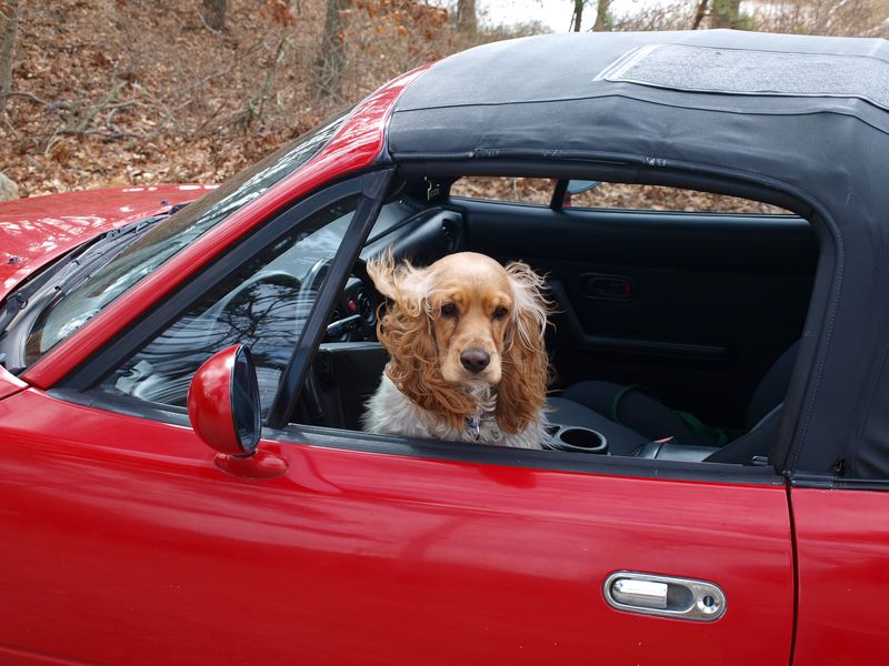 13 dog breeds that often struggle with car rides - plus 3 that absolutely love road trips 8 Cocker Spaniel