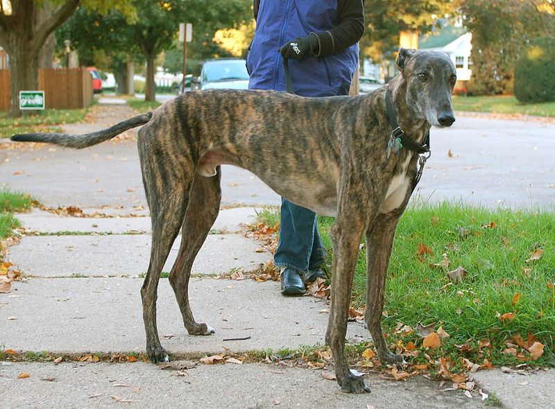 Greyhound: Built for Speed, Not Long Heat