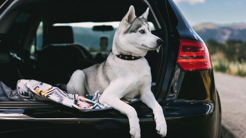 17 Adventure-Ready Dog Breeds That Thrive on Road Trips 5 Siberian Husky