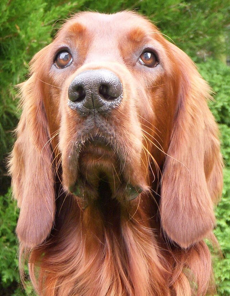 Irish Setter