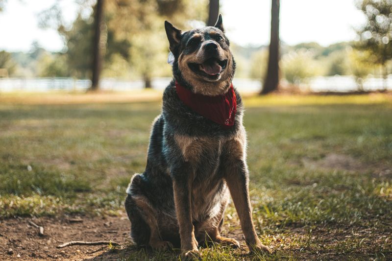 Everything around them can become chaotic - These dogs often seem to get more focused instead 7 Australian Cattle Dog