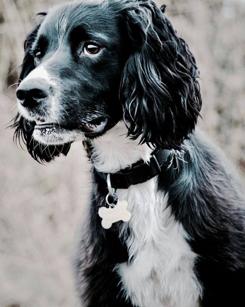 27 Dog Breeds That Show Loyalty Through Affection and Daily Companionship 26 English Springer Spaniel