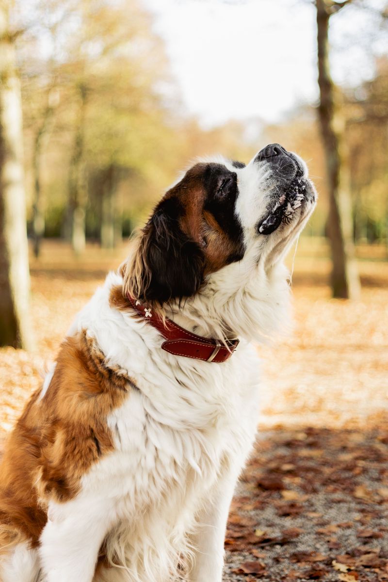 These giant balls of fur can stop strangers in their tracks - and their personalities keep people interested 2 Saint Bernard