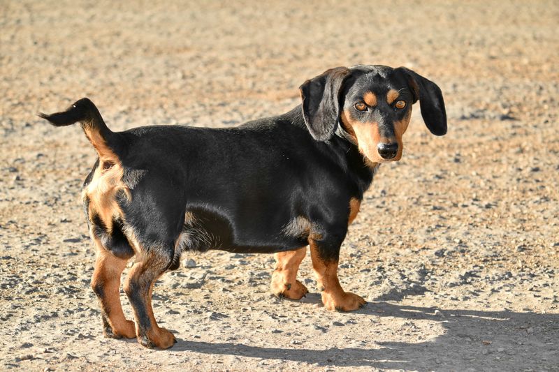 15 Dog Breeds That Are Dominating America’s Popularity Charts Right Now 10 Dachshund
