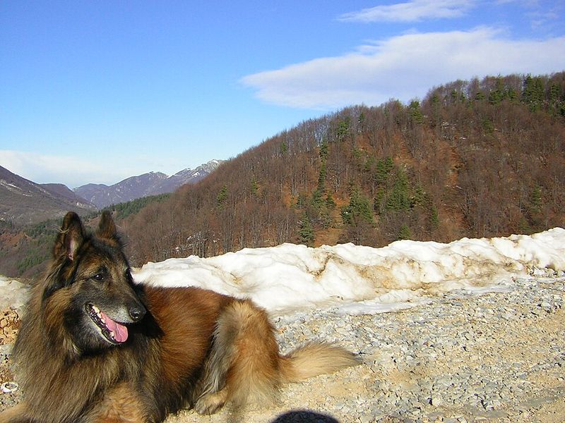 Belgian Tervuren