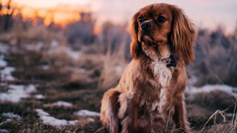 Good luck scrolling past these dog breeds without imagining one in your home 6 Cavalier King Charles Spaniel