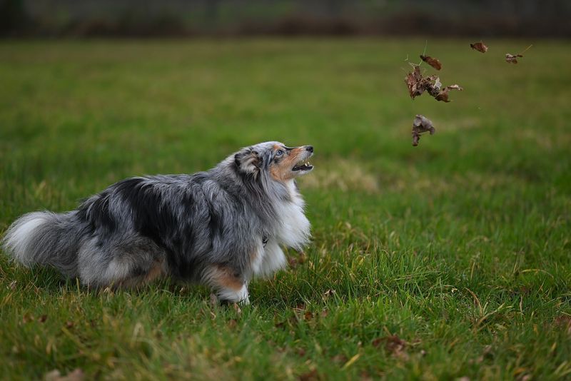 These clever dogs often catch on quickly - As long as the rules don't keep changing 8 Shetland Sheepdog - Gentle scholar who loves order