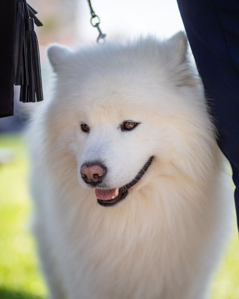 Samoyed