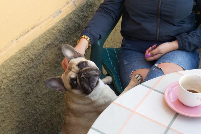 Visiting Dog-Friendly Cafés or Patios
