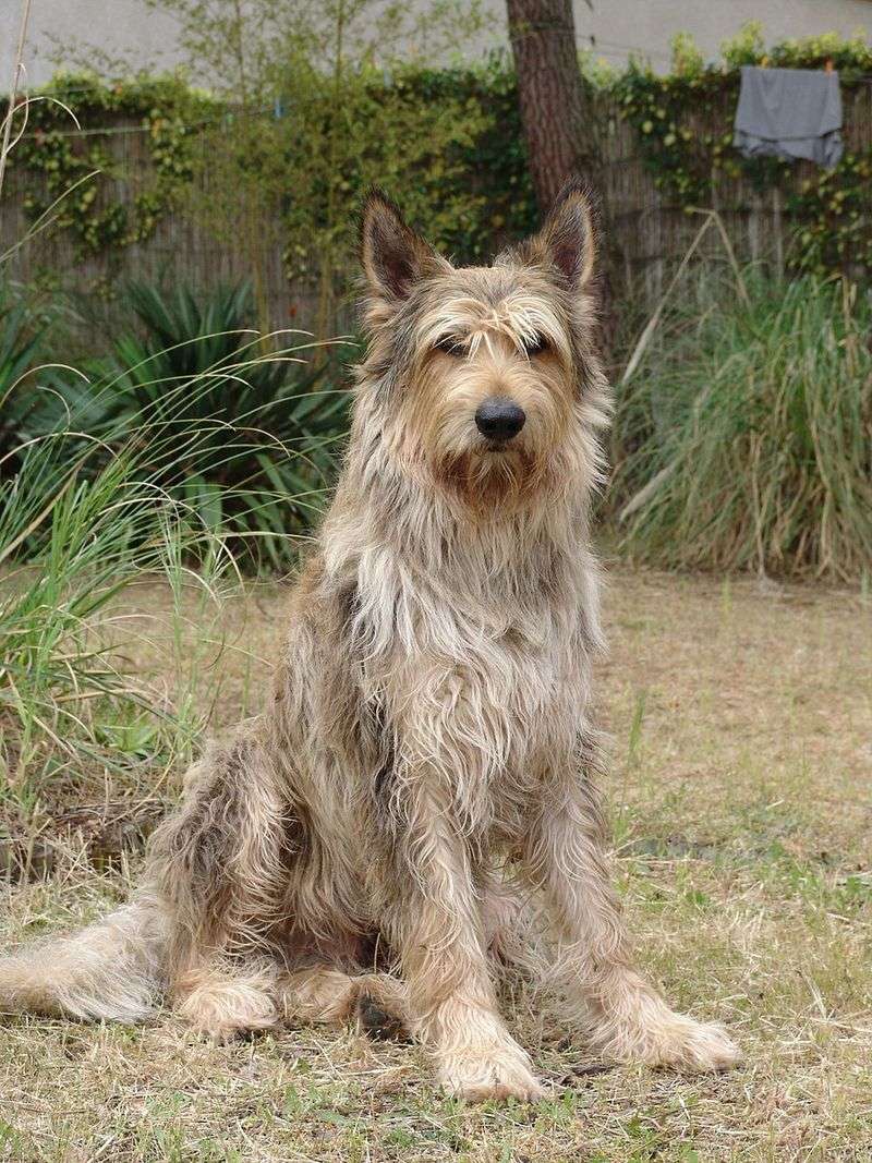 Picardy Shepherd (Berger Picard)