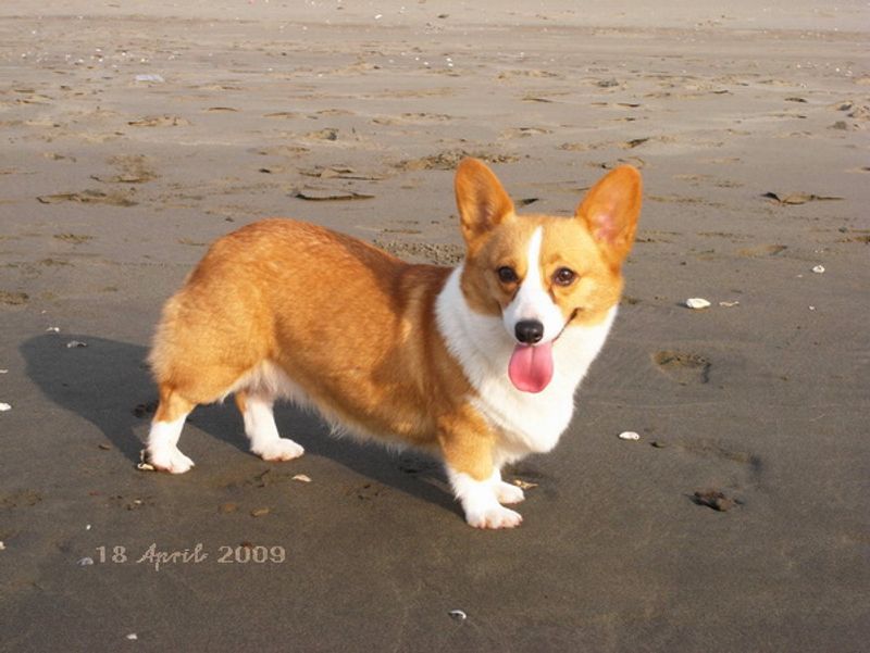 Show these clever dogs how the house works and they may learn the routine before you expect 3 Pembroke Welsh Corgi
