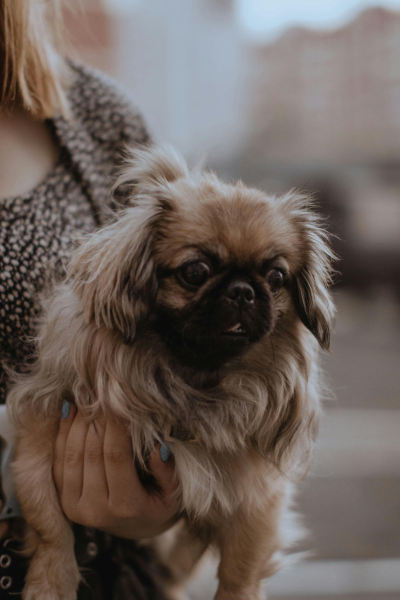 Pekingese