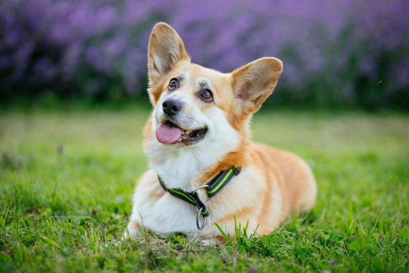Corgi