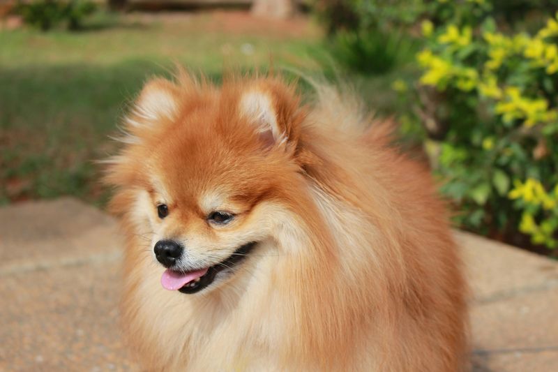 These 15 dog breeds want nothing to do with water 16 Pomeranian