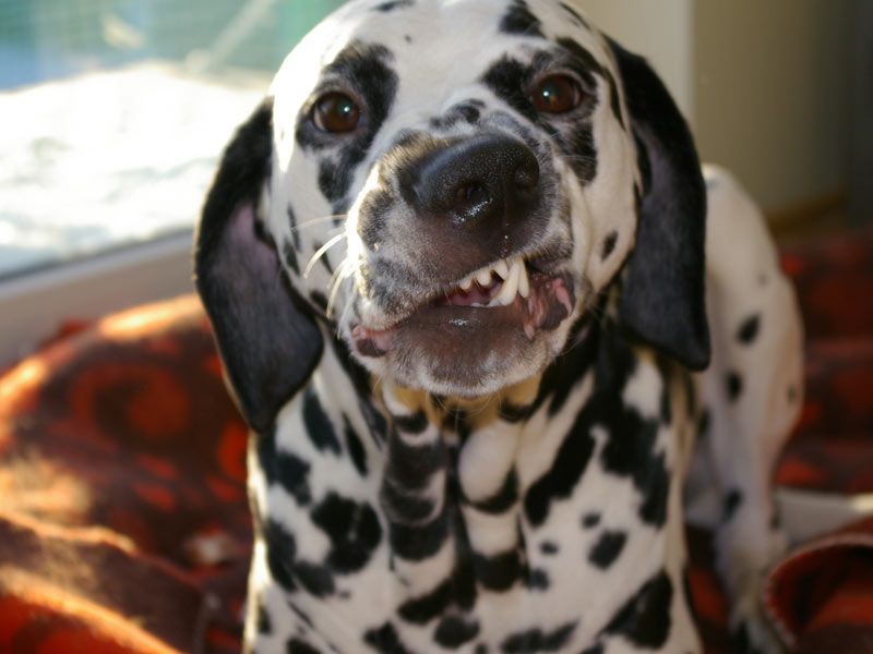 Dalmatian