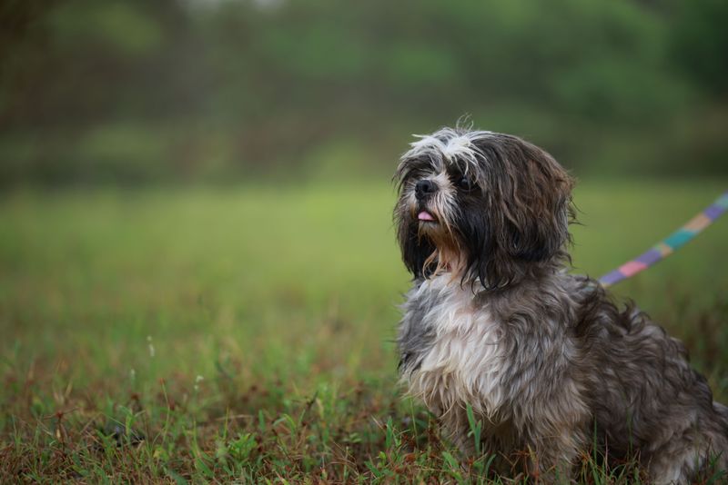 Short on yard space? These 10 breeds stay happy with just daily walks 5 Shih Tzu