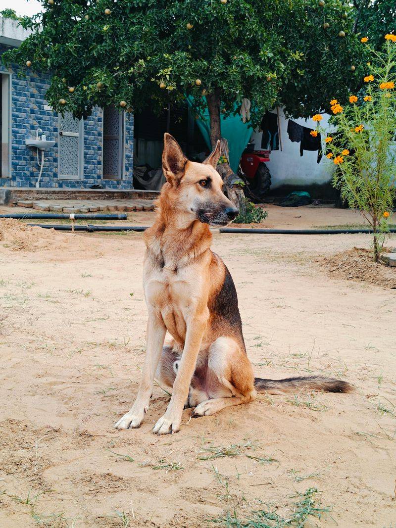 16 dog breeds that tend to show the biggest personality differences between individuals of the same breed 11 German Shepherd