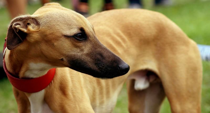 If harmony at home matters most, these dog breeds deserve your attention 6 Whippet