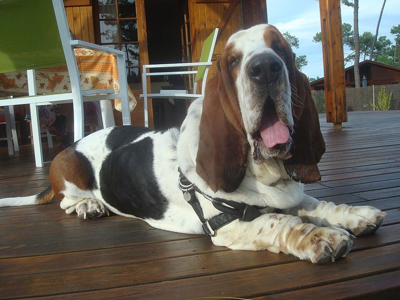Basset Hound