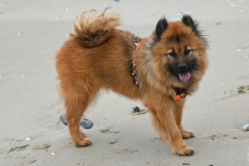 Eurasier
