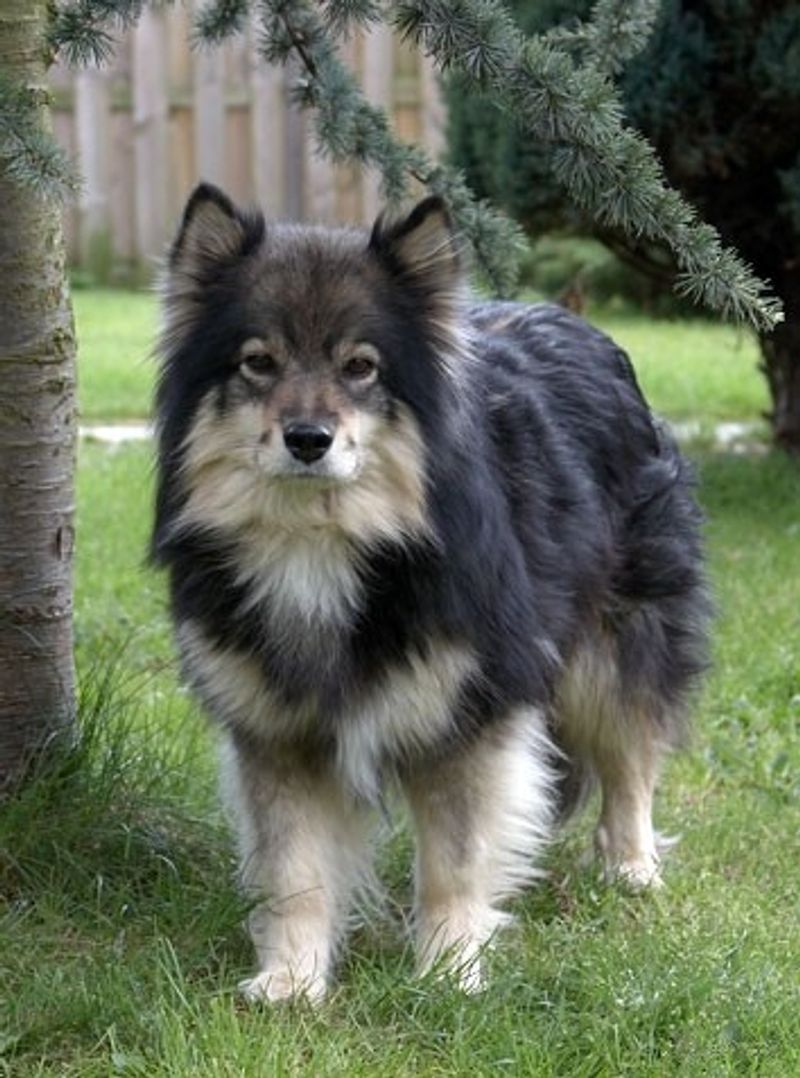 Too much excitement can quickly overwhelm these thoughtful companions 10 Finnish Lapphund