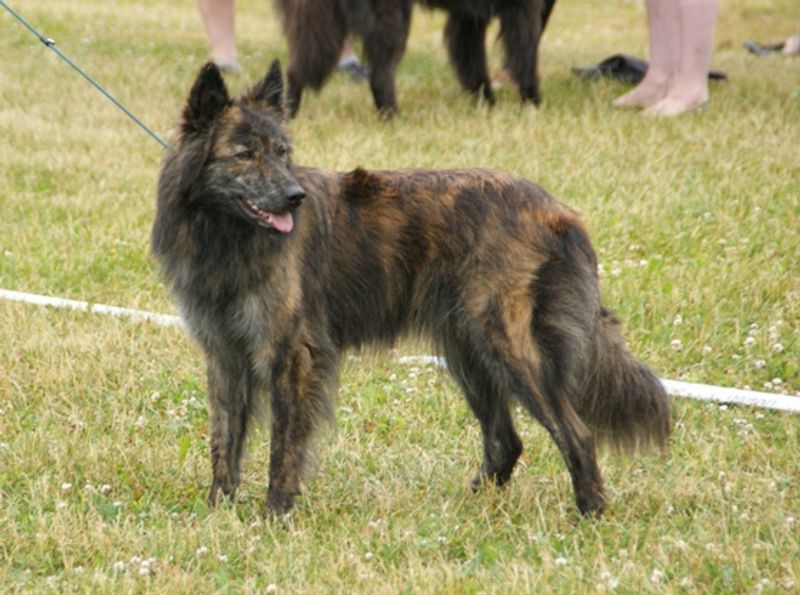 These 11 dog breeds don't just enjoy working - they seem to come alive because of it - plus 3 that hate sitting still 9 Dutch Shepherd
