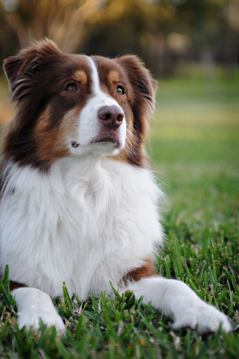 If personal space is precious, these breeds may test that belief from day one 9 Australian Shepherd