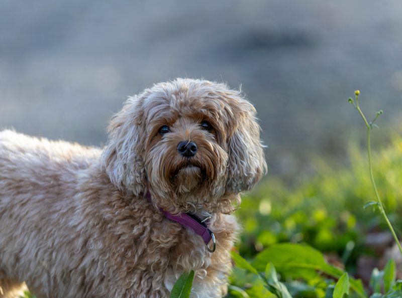 Cavapoo (Cavalier King Charles Spaniel + Poodle)
