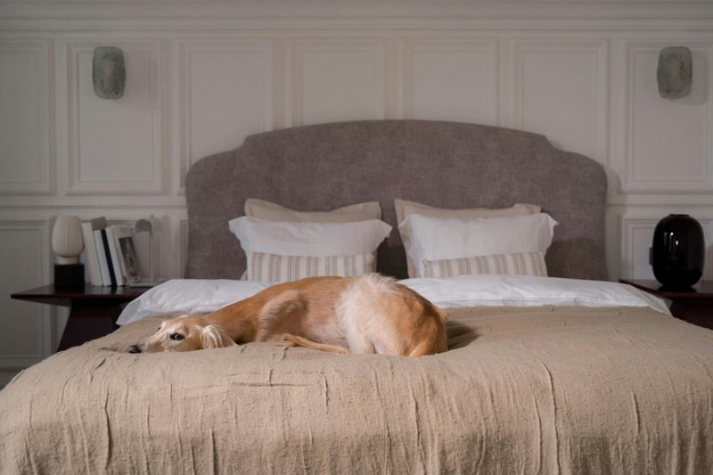 14 Quiet and Apartment-Friendly Dog Breeds That Are Unlikely to Disturb Neighbors 5 Greyhound