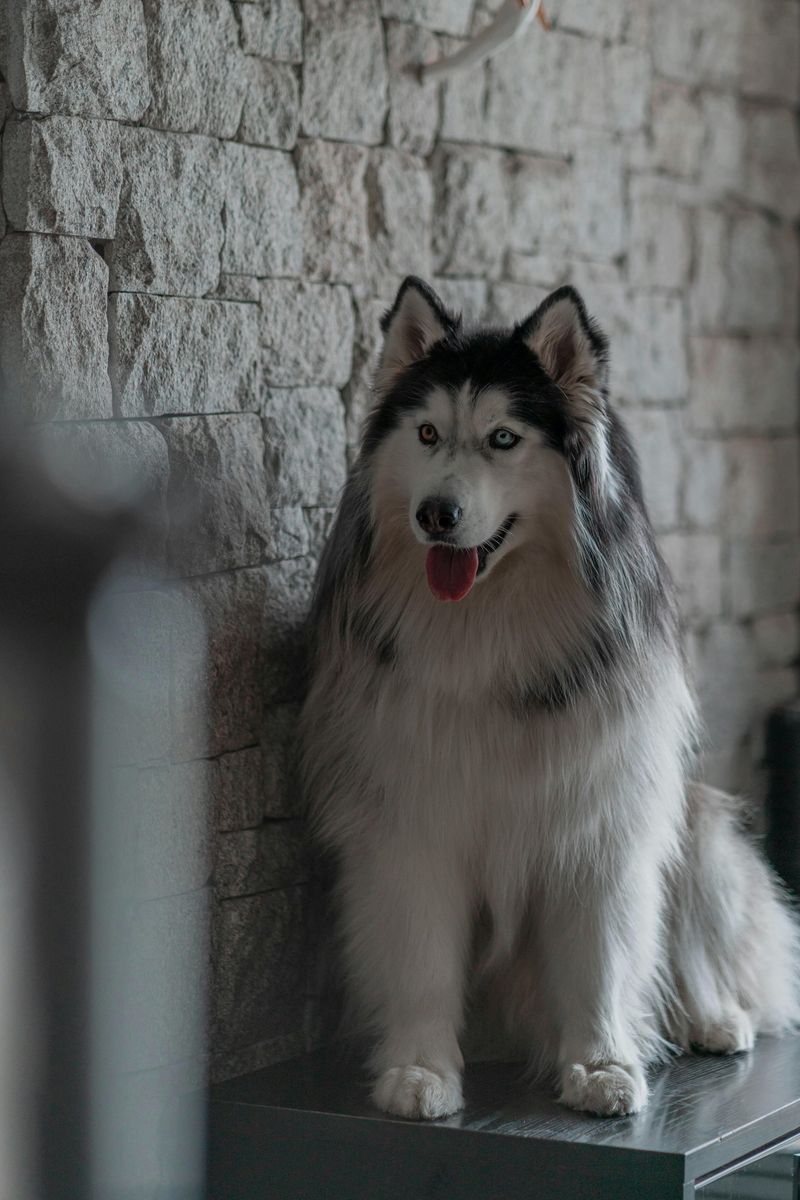 Alaskan Malamute