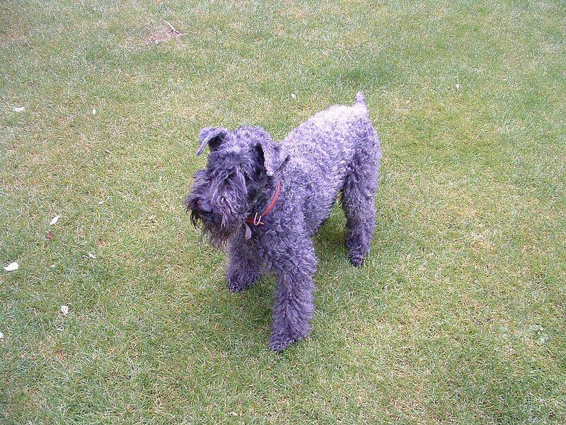 Kerry Blue Terrier
