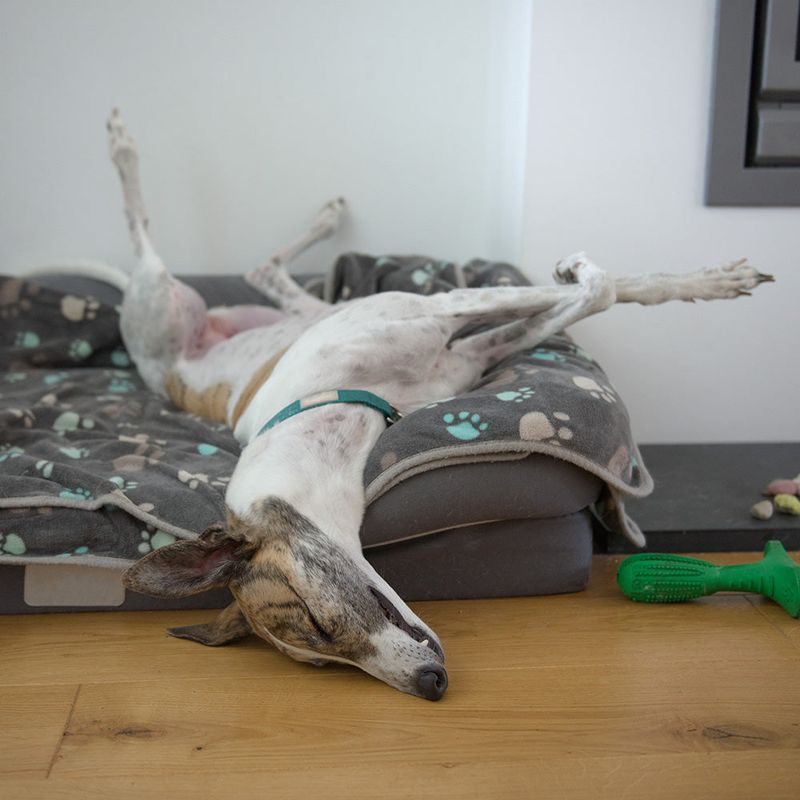 These 9 explanations reveal why dogs often choose your bed over theirs 2 Your scent feels comforting