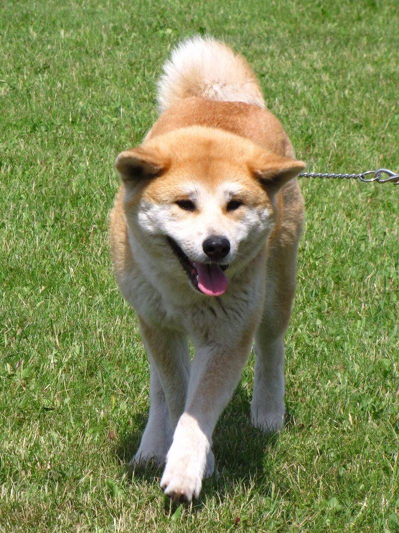 Akita