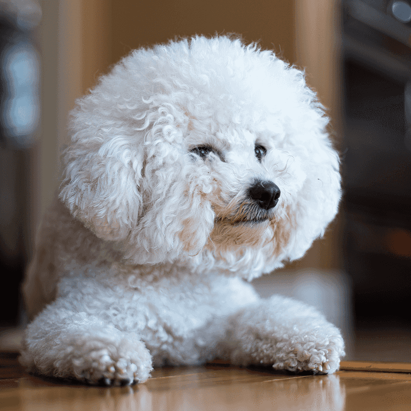 Living with these dog breeds often feels easier because they rarely resist the little things 4 Bichon Frise
