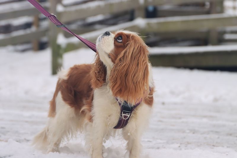 Cavalier King Charles Spaniel