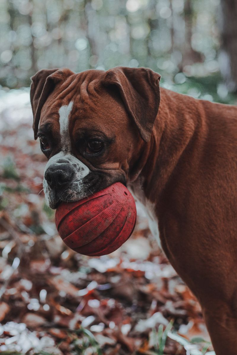 Some dog breeds leave owners so satisfied they'd happily choose them all over again 4 Boxer