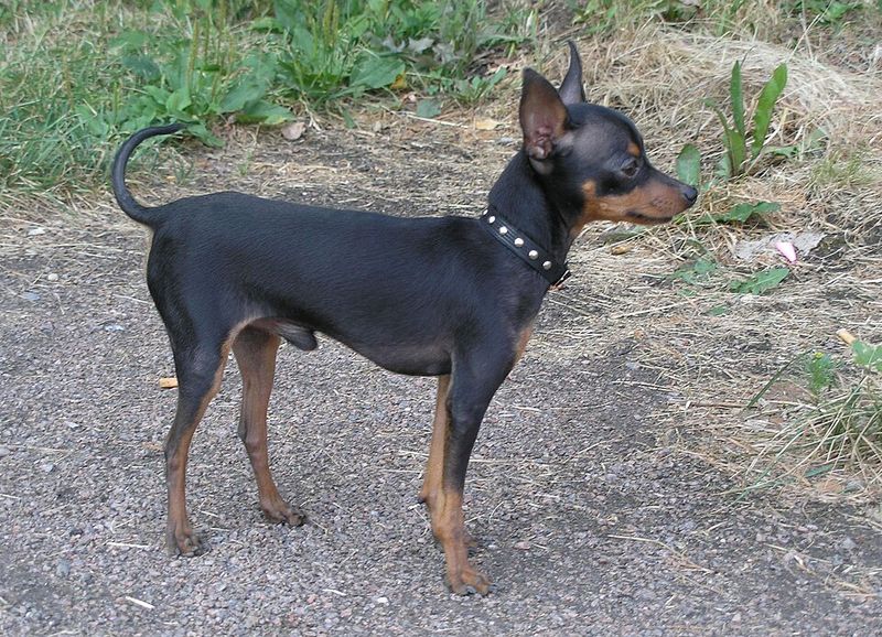 15 breeds that turn a new couch into a loyalty test 11 Prague Ratter