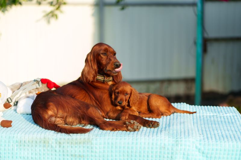12 dogs with remarkable histories that fewer people encounter with every generation 2 Irish Setter