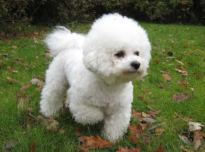 13 Dog Breeds That Handle Schedule Changes Poorly And How To Prepare Them 3 Bichon Frise