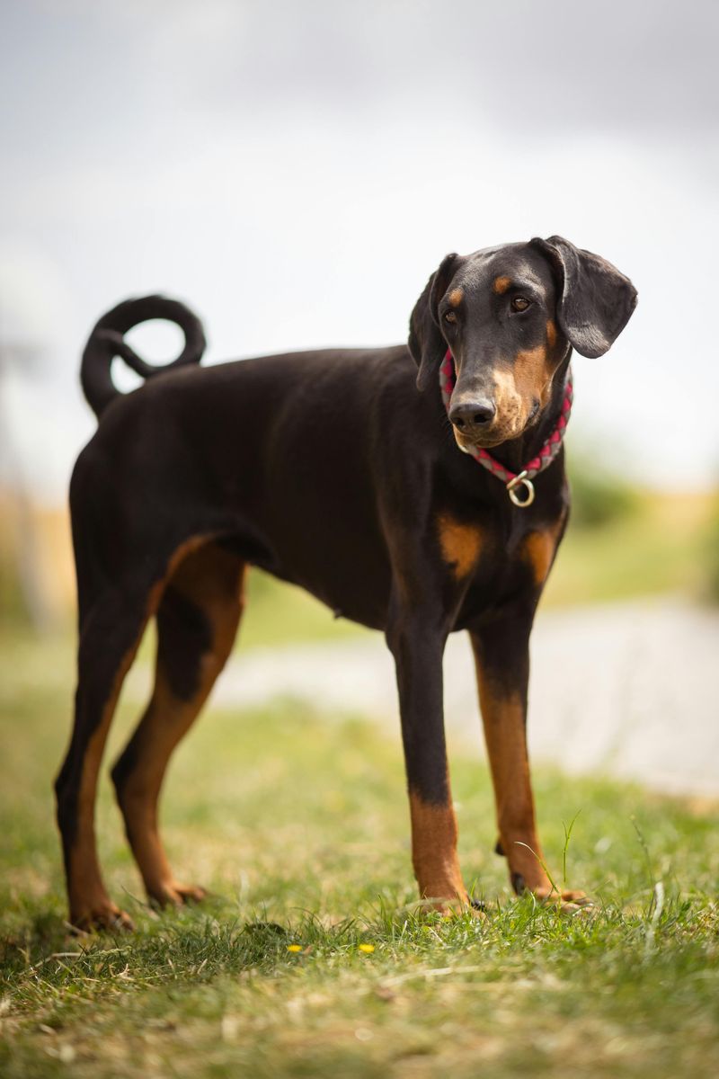 Doberman Pinscher
