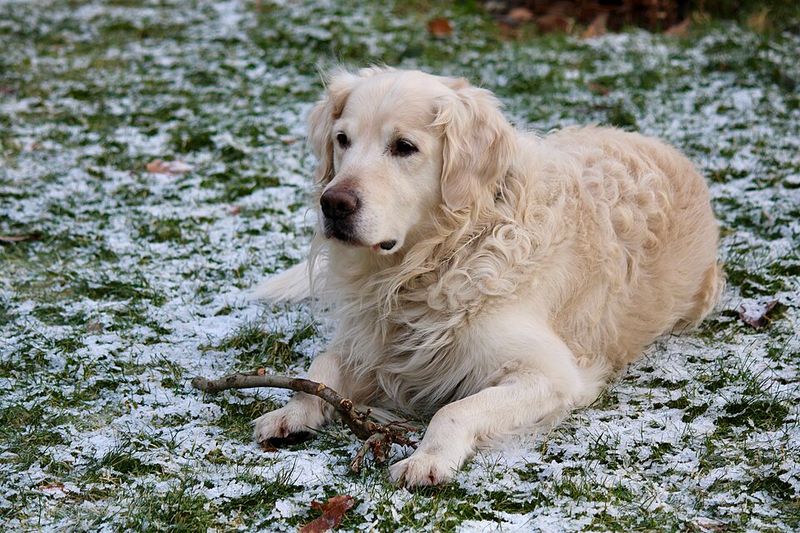 12 dogs known for steady temperaments and attentive behavior - plus 2 that react more enthusiastically 5 Golden Retriever
